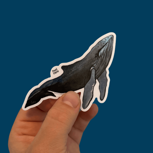 Humpback Whale 3in Sticker