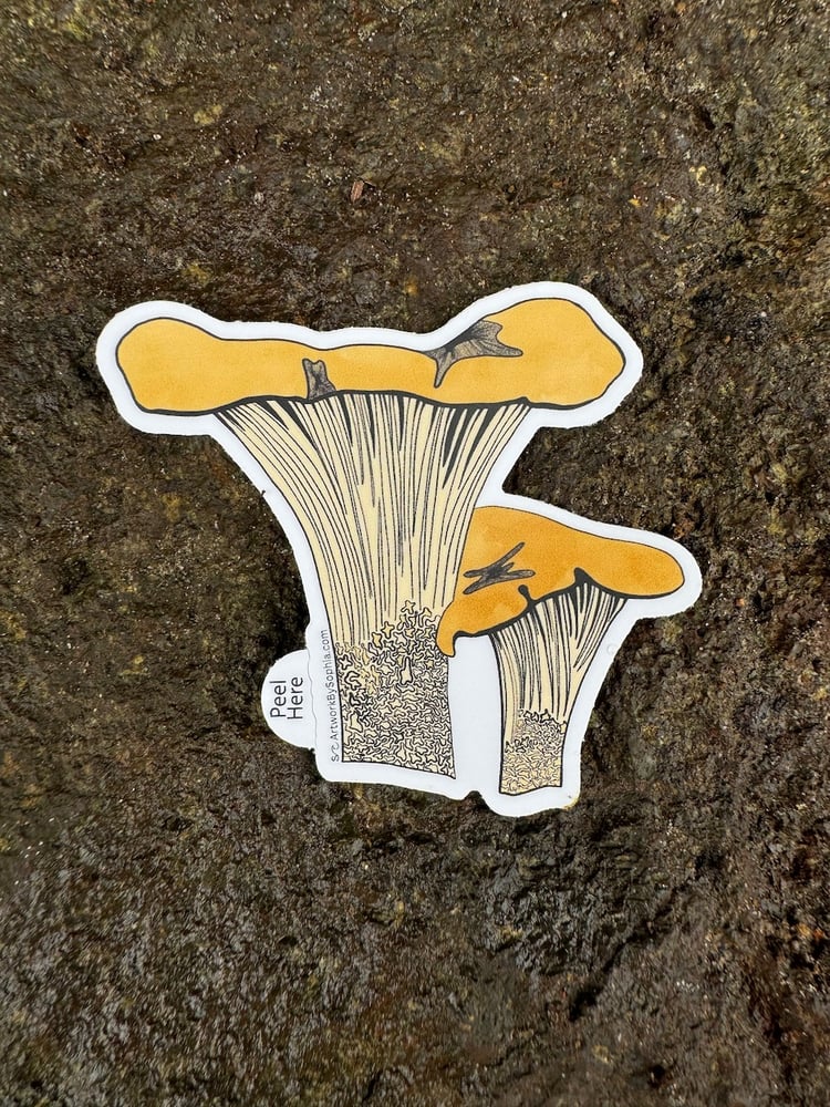 Chanterelle Mushroom Sticker π