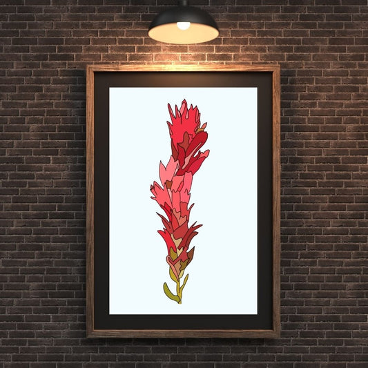 Indian Paintbrush Print