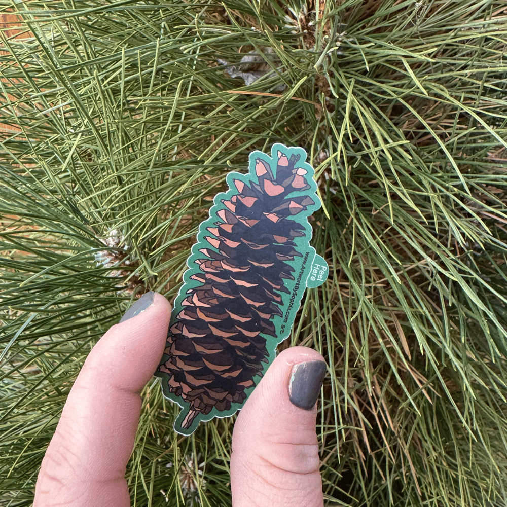 Sugar Pine Cone Sticker