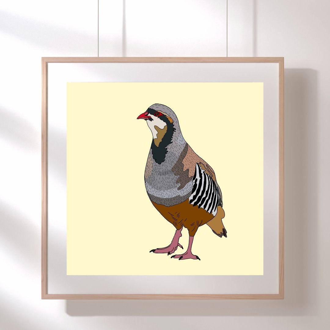 Chukar - Hand Drawn - Artwork Print