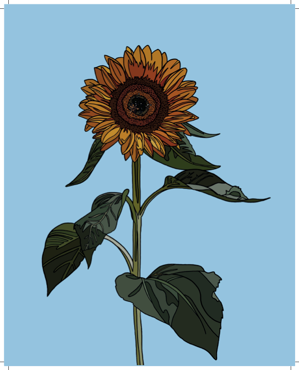 Sunflower - Hand-Drawn - Artwork Print