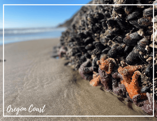 Single Oregon Coast Postcard