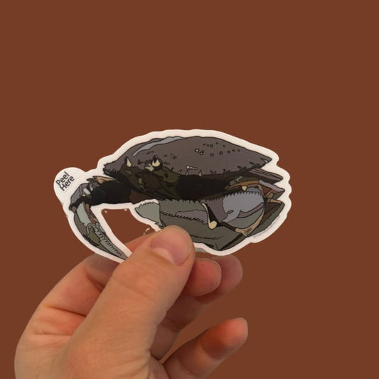 Dungeness Crab 3in Sticker