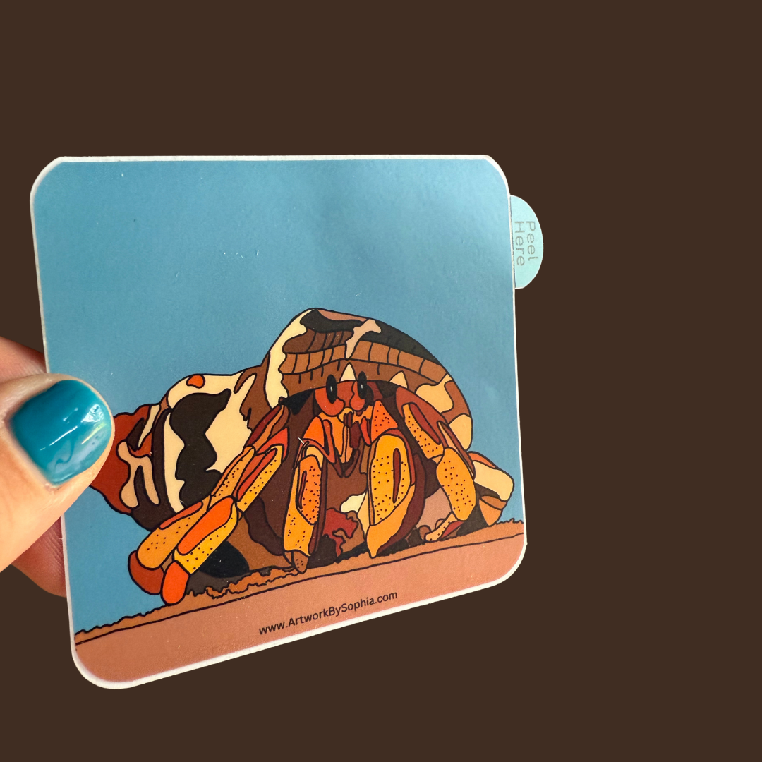 "Hermit Crab" |  Vinyl Sticker | Colored Drawing