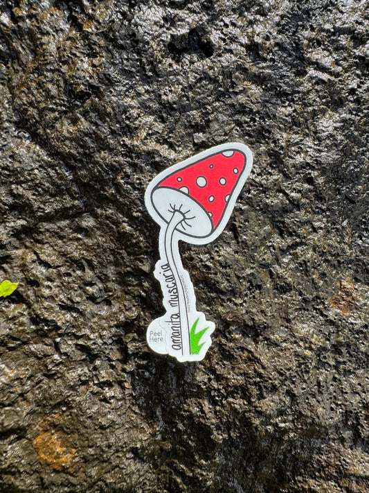 Amanita Muscaria Mushroom Sticker 🍄