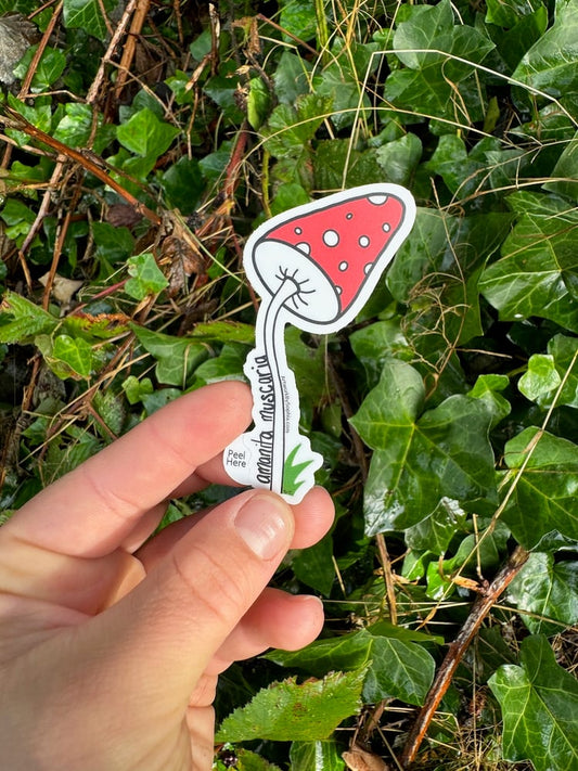 Amanita Muscaria Mushroom Sticker 🍄