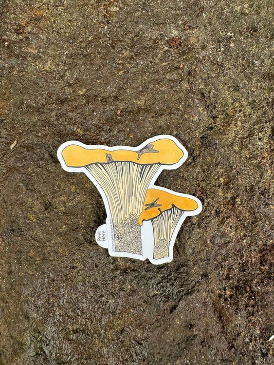 Chanterelle Mushroom Sticker 🍄