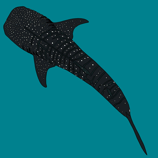 Whale Shark |  Vinyl Sticker | Illustration