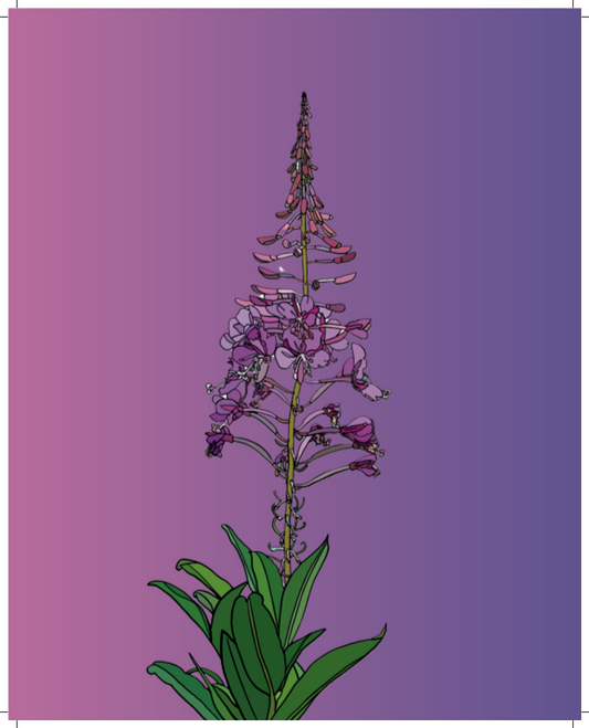 Fireweed - Hand-Drawn - Artwork Print