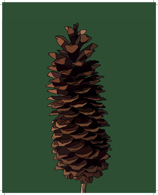Sugar Pine Cone - Hand-Drawn - Artwork Print