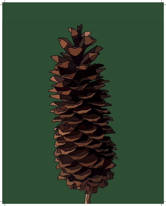 Sugar Pine Cone - Hand-Drawn - Artwork Print
